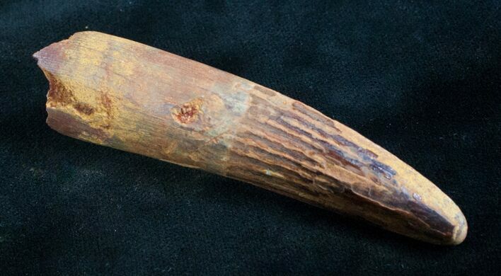 Spinosaurus Tooth - Partial Root #7881